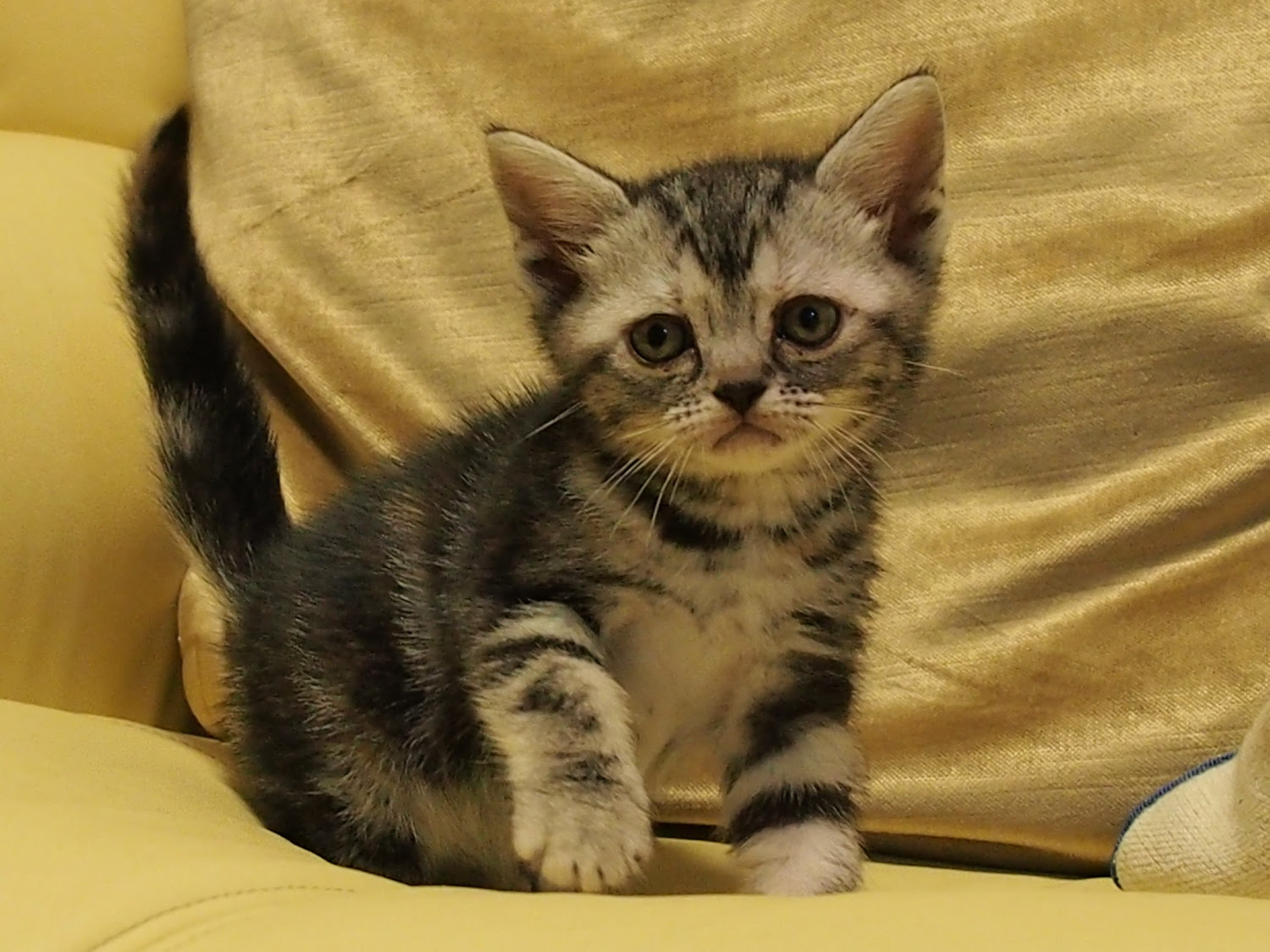 タヒチ 乱雑な 一瞬 アメリカン ショート ヘア 子猫 Halschool Org