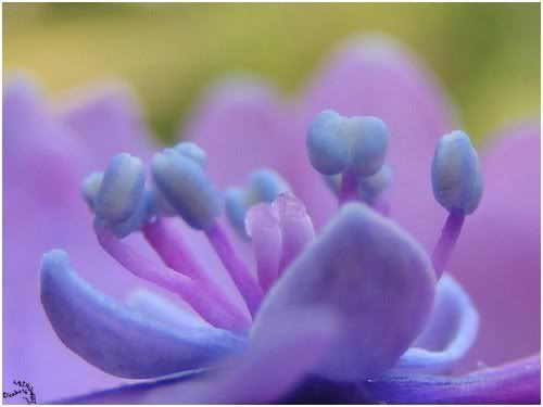 macro flower