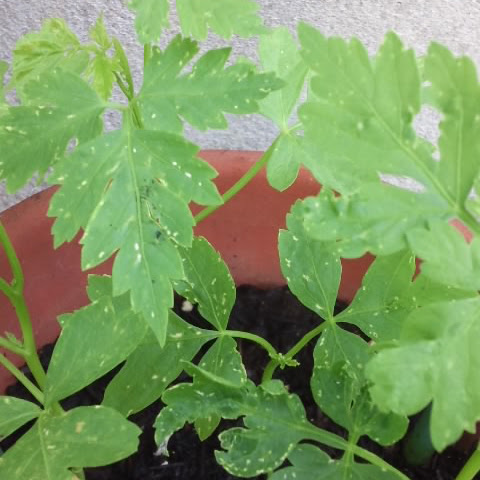 フウセンカズラ ハートのタネ の育成日記 北陸eもん