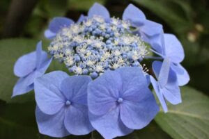 紫陽花の花言葉一覧 青 白 紫 ピンクの色別の意味