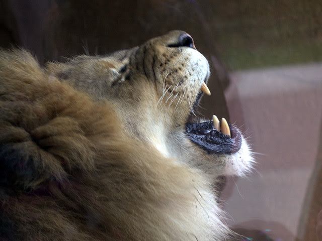 Lion 20130510