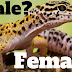 Female Gecko Anatomy : Their length ranges from 7 to 8 inches for females, .