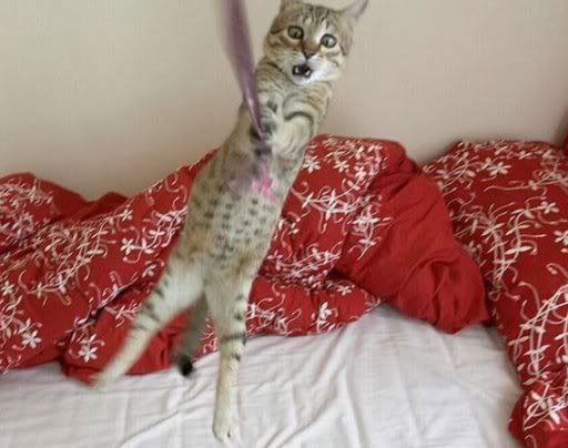 Funny wallpapers Animals HD Funny wallpapers Animals HD