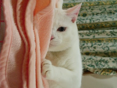 家政婦は見たばりに覗いてくる猫達の画像18枚 ねこトピ