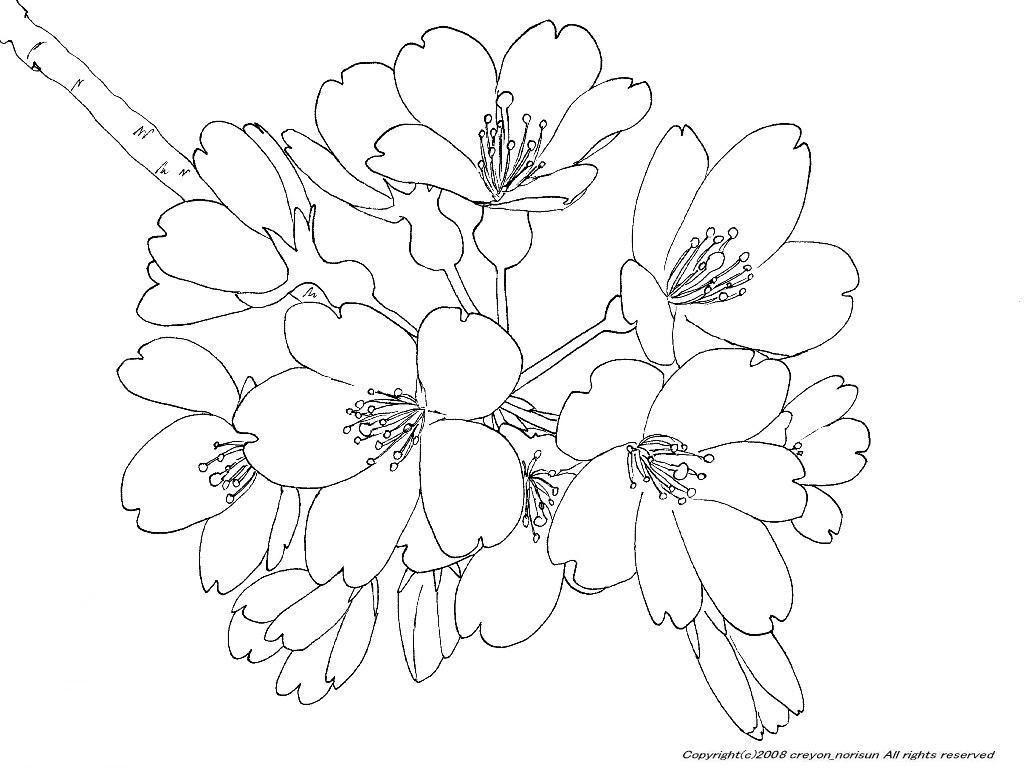70以上 桜 イラスト 無料 塗り絵 4857 桜 イラスト 無料 塗り絵 Freewallkowe