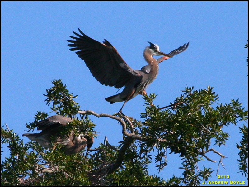 Great Blue Heron