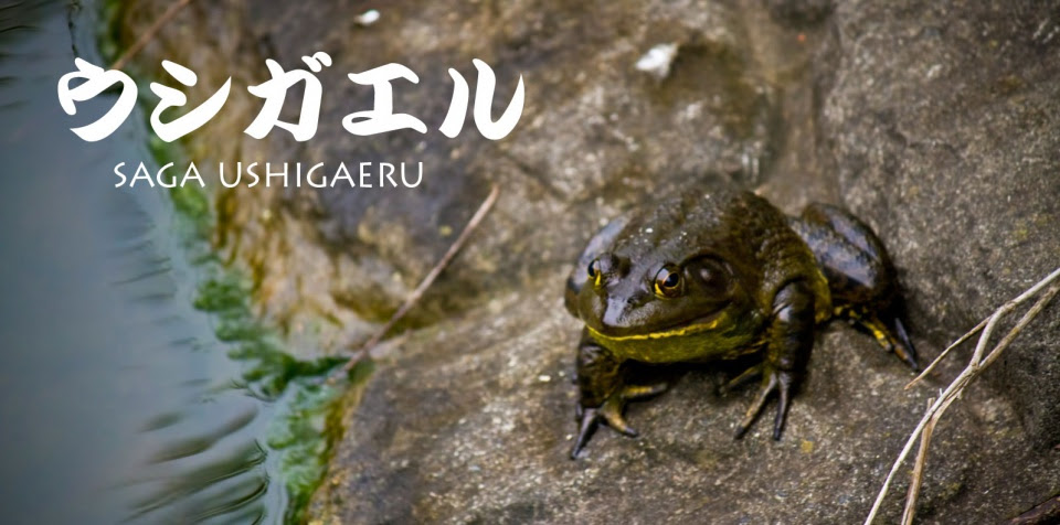 佐賀 夏の風物詩 ウシガエルのモォー 特集 ディープな佐賀の情報を発信するsaga Maga サガマガ