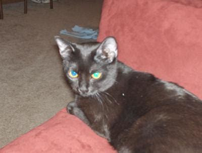 Has your cat taken up napping in her litter box? My cat poops and pees on my kitchen floor