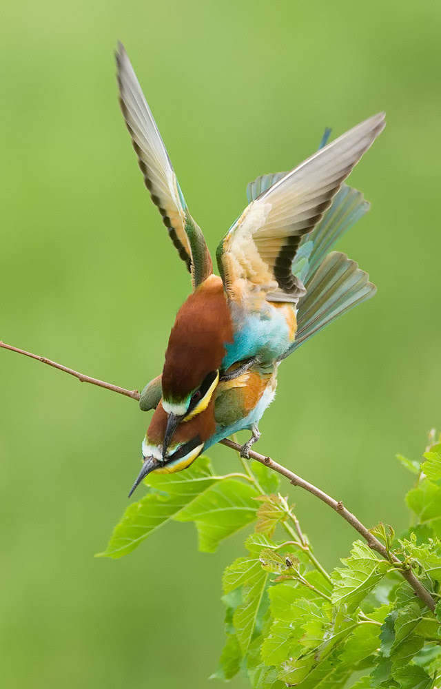 nature photography, view community,