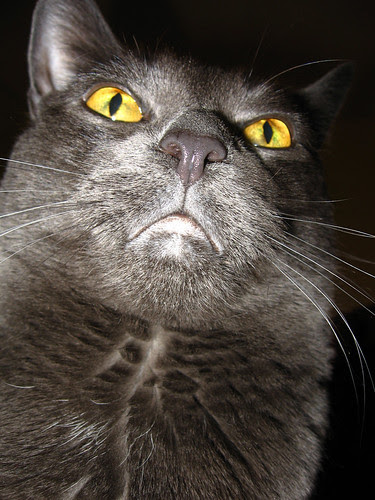 Evil Cat Overlord