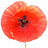 Elementi di Poppy in the sky