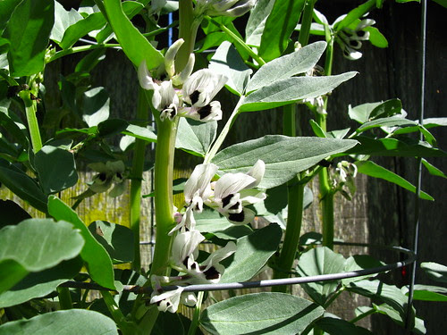 Vicia faba