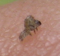 尺取虫のこども 百姓野郎の ズクなし日記 楽天ブログ