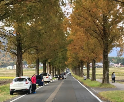 滋賀の紅葉 メタセコイア並木 見ごろ時期にご注意を とるてぃログ