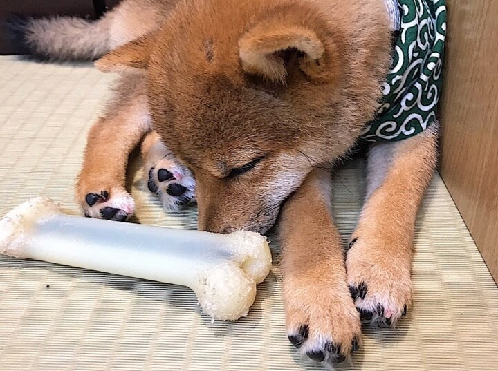 癒しのふれあいデート 大阪 京都の 豆柴カフェ 犬カフェ Maple Board