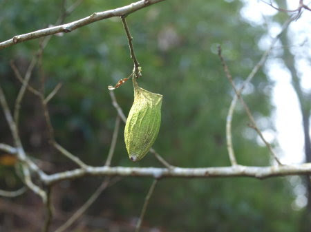 ひむか昆虫記