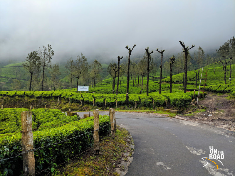 Perfect conditions for a monsoon holiday to Munnar, Kerala