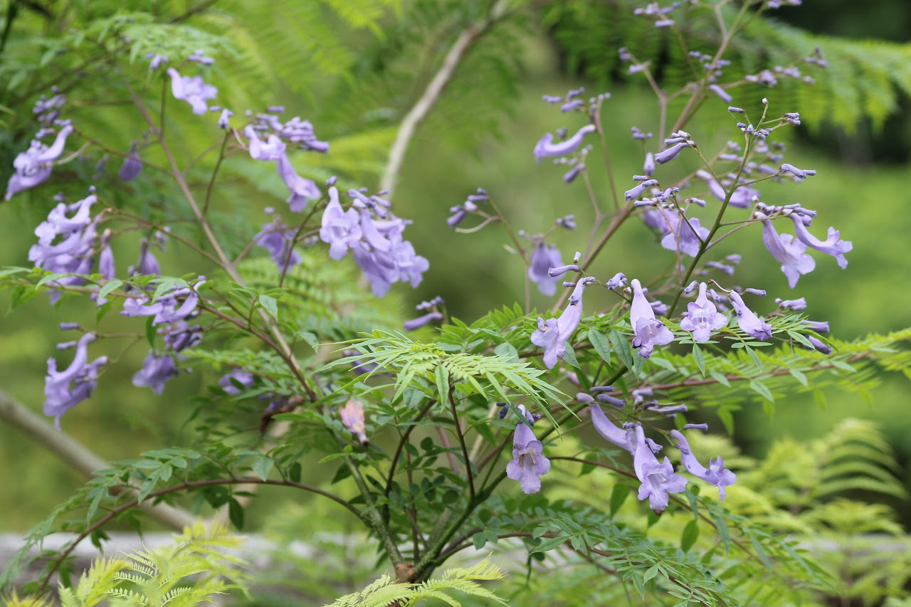 紫の桜 ジャカランダ が開花しました 萩の台公園 Haginodai Park