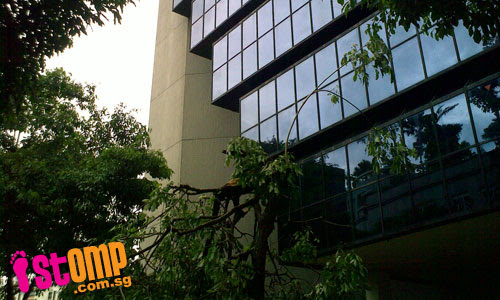 Heavy morning storm topples trees across island