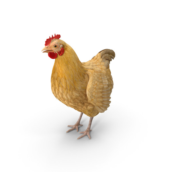 Chicken Png Images Psds For Download Pixelsquid S11123119e With these chicken png images, you can directly use them in your design project without cutout. pixelsquid