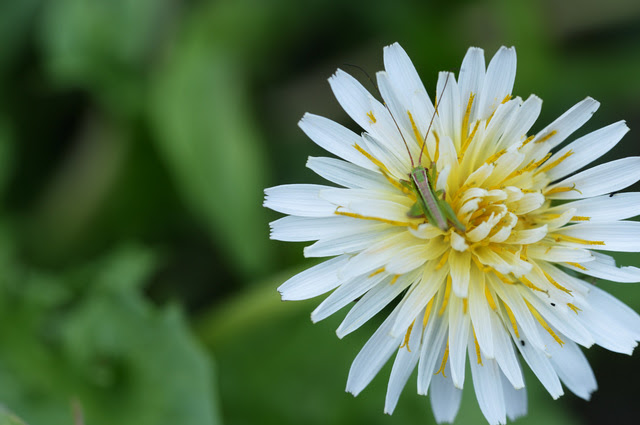 シロバナタンポポの育て方 色々な育て方の情報 育て方ボックス
