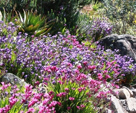 Found on botanicalgarden.berkeley.edu