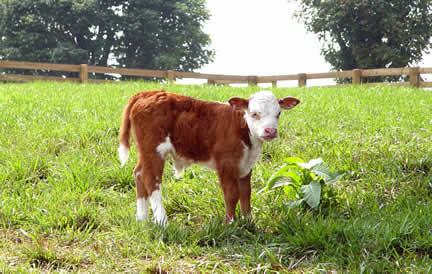 cute calf 