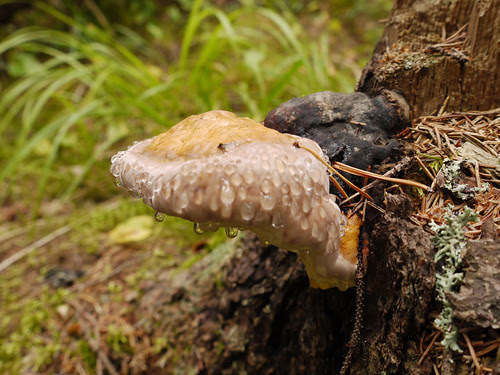 drippingMushroom