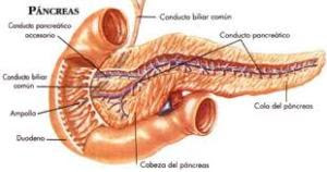 Pancreas