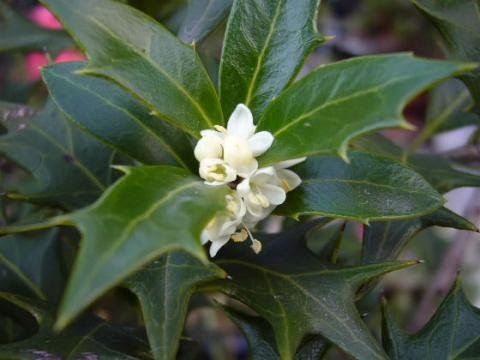 12 7誕生花は 柊 花 照片共享頁面 攝影藏