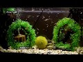 √画像をダウンロード グッピー 稚魚 隔離 いつまで 192519-グッピー 稚魚 隔離 いつまで