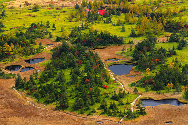 志賀高原の紅葉 四季の山野草