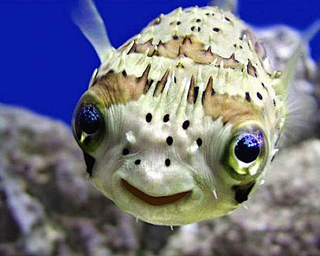 Even fish feel emotions, according to scientists.
