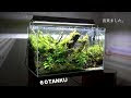 水槽 流木 144372-水槽 流木 レイアウト
