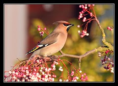 Waxwing