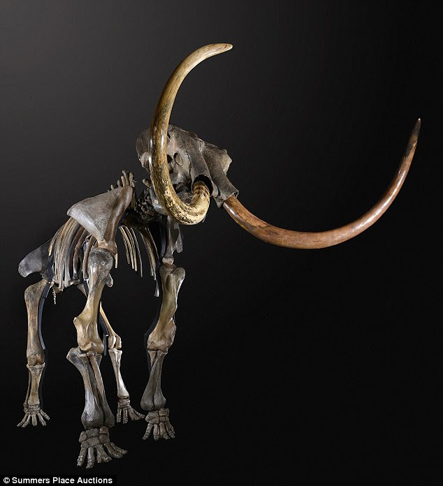 Rupert van Der Werff, director of Summers Place Auctions that is selling the mammoth, says the Ice Age remains could fetch up to £250,000 ($409,000)