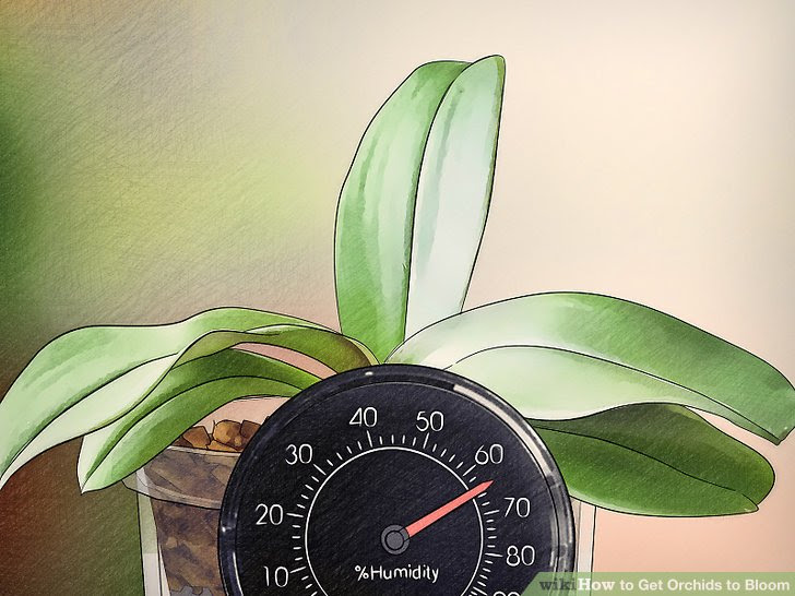 Get Orchids to Bloom Step 3 Version 2.jpg