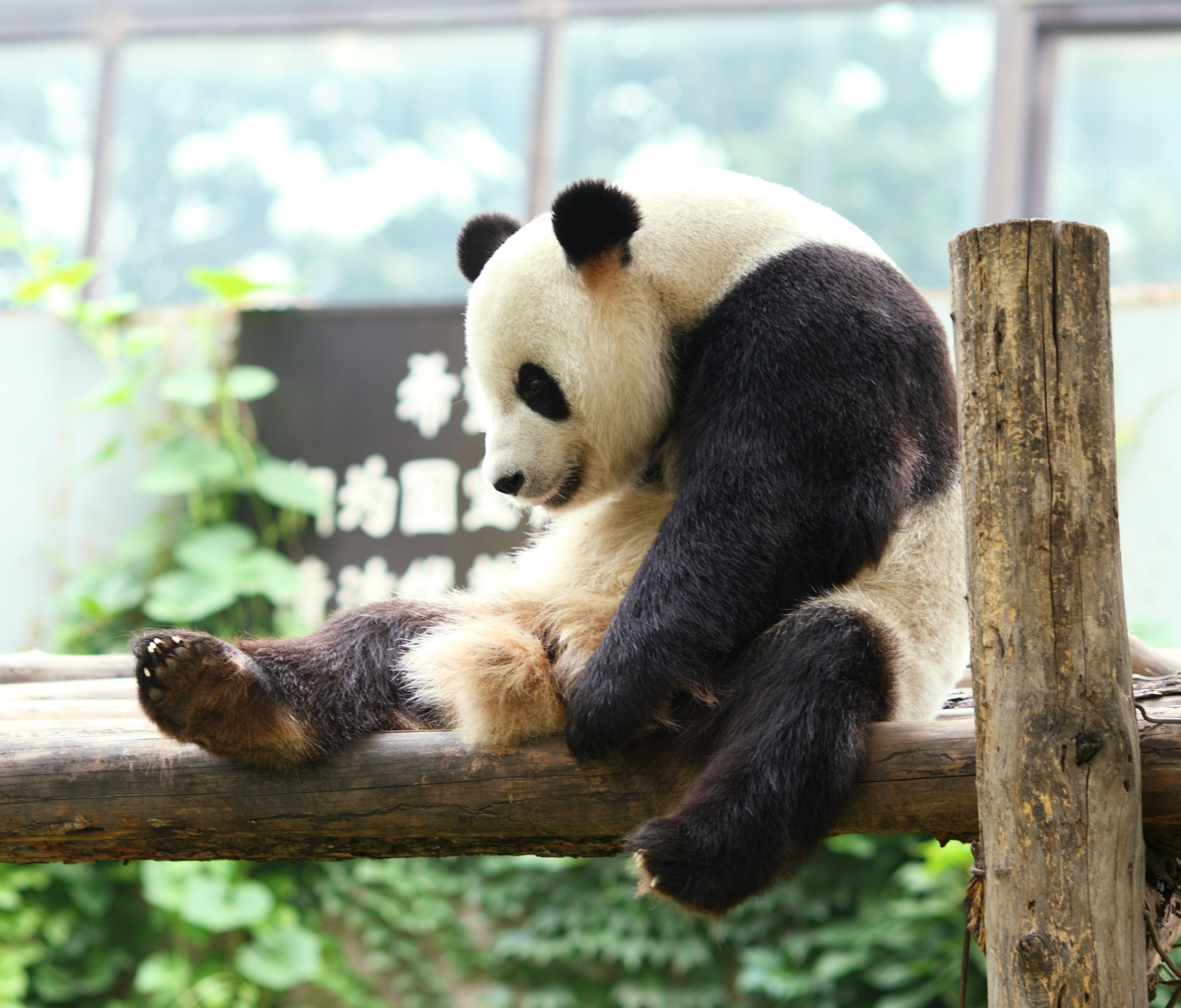 ゆんフリー写真素材集 No 7934 ジャイアントパンダ 中国 北京