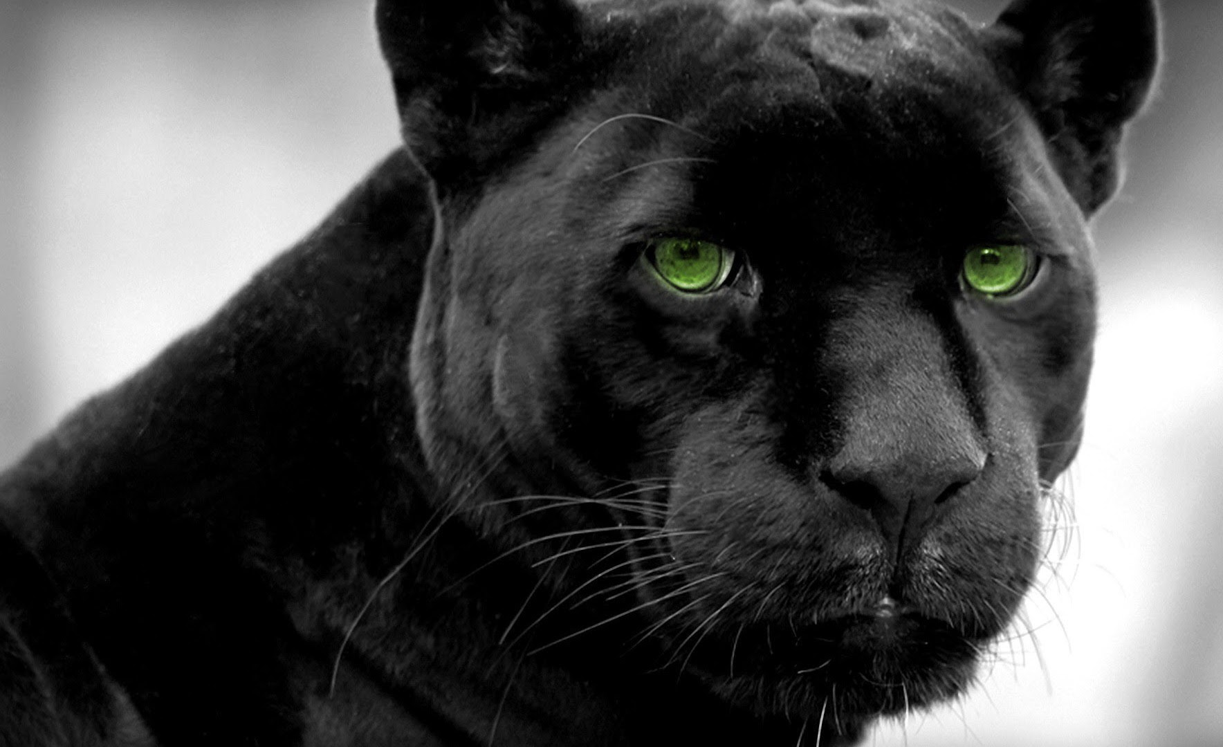  Black Panther Desktop Wallpaper  WallpaperSafari