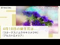 【ベストコレクション】 4月18日 誕生花 240547