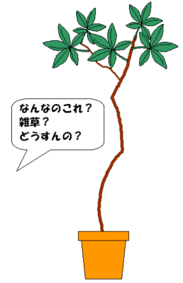 バオバブの剪定 バオバブの仕立て方 盆栽 Baobab Bonsai Pantha S Labyrinth