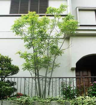 シマトネリコの剪定 伐採 お任せください 東京の植木屋 伐採 剪定なら中野区の植木屋生活総合サービス