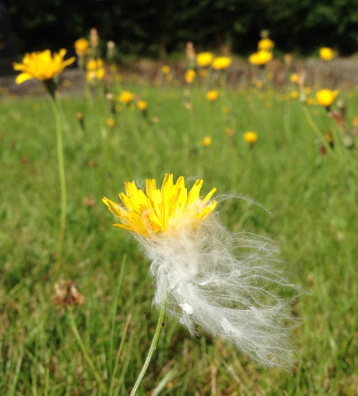 flowernfluff.jpg