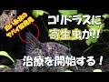 【印刷可能】 コリドラス 寄生虫 261248-コリドラス 寄生虫 塩浴