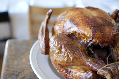 beautiful turkey
