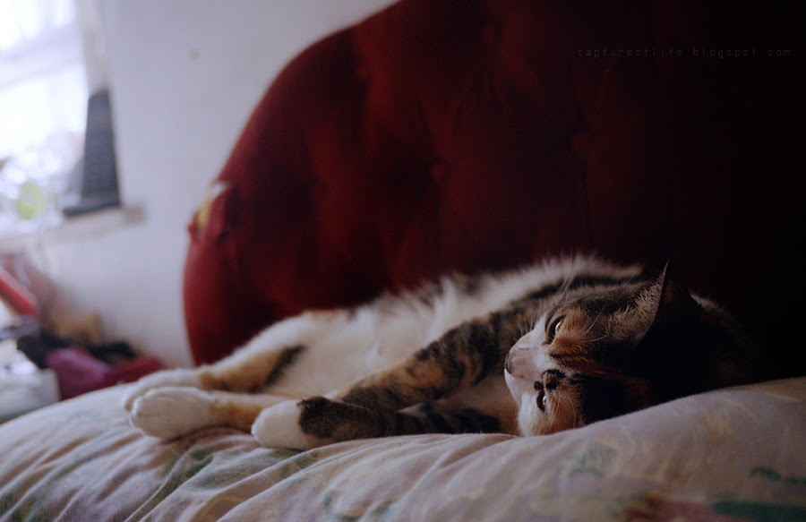 E Meow's life