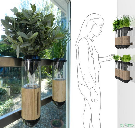 Auxano Hydroponic Vegetable and Herb Grower: Your Indoor Gardening ...