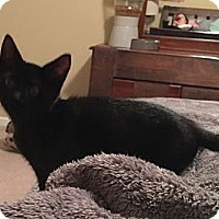Nashville, TN - Domestic Shorthair. Meet Sriracha a Kitten ...
