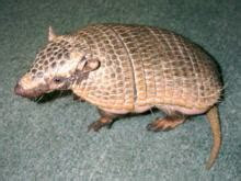animalxenarthra