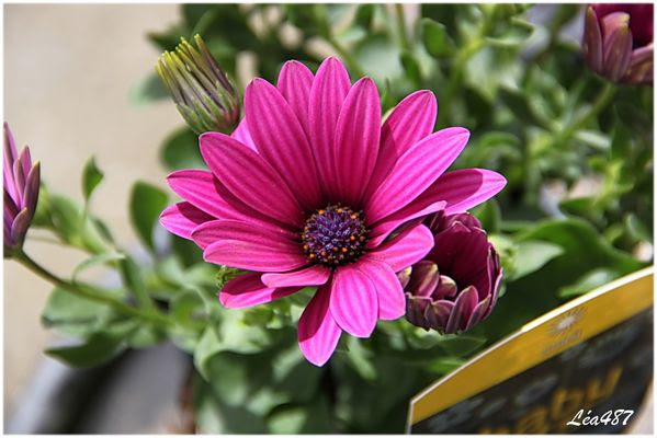 Fleurs Qui Ne Gele Pas